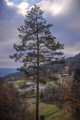 autumn in the forest