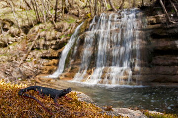 Northern spectacled salamander (Salamandrina perspicillata) in its habitat, Apennine mountains,...