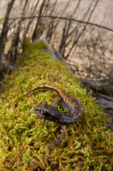 North-west italian cave salamander (Hydromantes ambrosii) in its habitat, Apennine mountains, Italy.