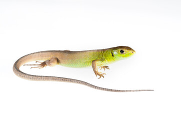 Western green lizard (Lacerta bilineata) juvenile on white background, Italy.