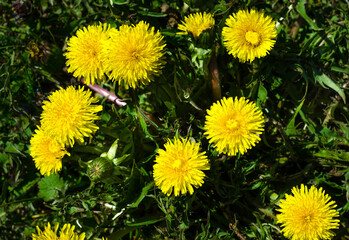 Spring, spring, oh it's you !!!The first signs of spring in Poland. Dandelion flowers.