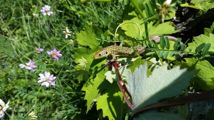 Lacerta viridis  green lizard on a vine green lizard in the vineyard