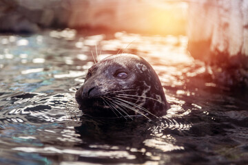Early Morning Seal