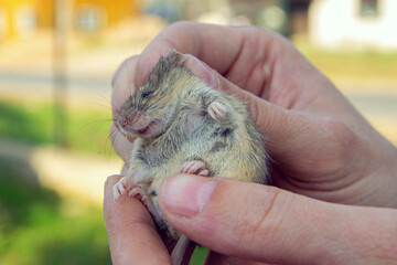 man holds a caught field mouse in his hands. little scared rodent in the hands