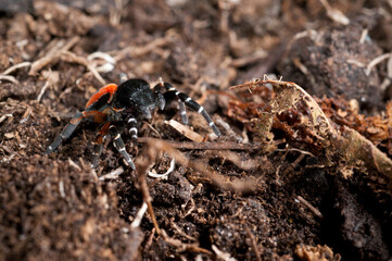 Ladybird spider (Eresus sp.) male, Italy.
