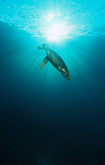 Obraz na płótnie Canvas Underwater sealife images