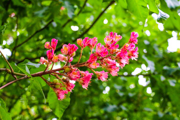 Pink flowers from the Crape Myrtle tree.