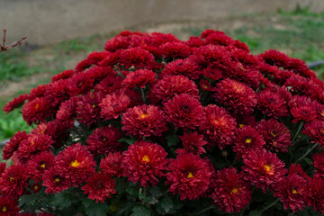 Beautiful plant chrysanthemum Burgundy color.