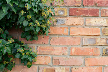 View of a brick wall with green ivy.