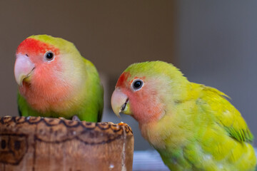 Fototapeta na wymiar A couple of a beautiful lovebird eating birdseed with selective focus 