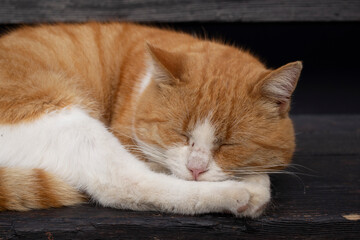 Cute white and red cat sleeping on a bench.