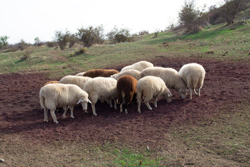 Obraz na płótnie Canvas A flock of sheep grazing on the hillside.