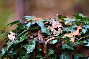 Close up of ivy on a wooden pole