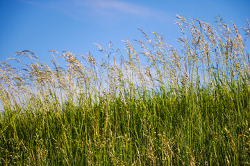 Background with grass against a sunny blue sky, selective soft focus.