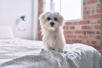 Adorable white dog at bed.