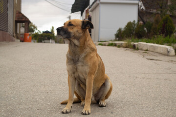 Red cute dog sitting on the street and looking into the distance.