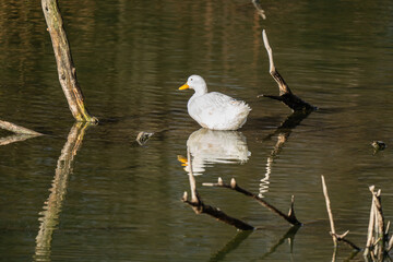 White duck