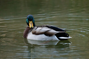 Close up portrait of ducks