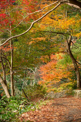 秋と紅葉のモミジ
