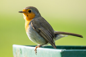 Erithacus rubecula portrait (pelirrojo europeo)