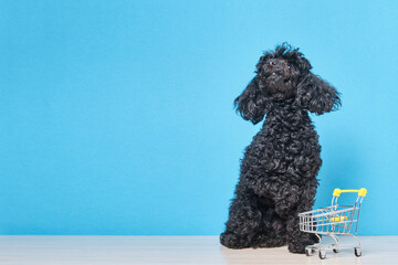 black fluffy toy poodle with shopping trolley on blue background, pet shop concept