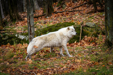 Fototapeta premium Old White Wolf