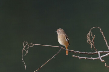 daurian redstart on the branch