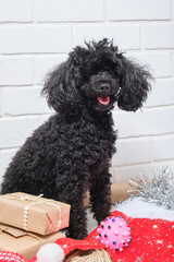 The small black puppy of a poodle with New Year's gifts