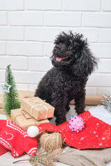 The small black puppy of a poodle with New Year's gifts