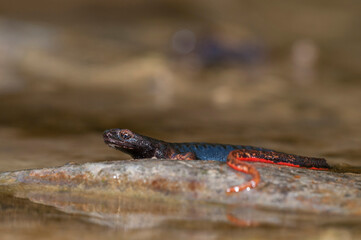 Northern spectacled salamander (Salamandrina perspcillata), Apennine mountains, Italy.