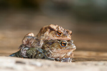 Common toad (Bufo bufo) mating, Italy.