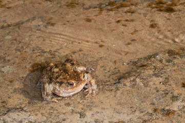 Common toad (Bufo bufo) in an apennine stream, Italy.