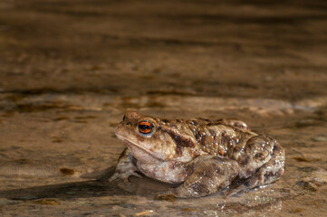 Common toad (Bufo bufo) in an apennine stream, Italy.