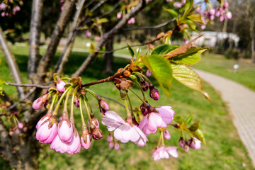 View of the flowering plum in spring or summer, nature background.