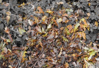 Kompostieren - herbstlich verfärbte Blätter werden gesammelt