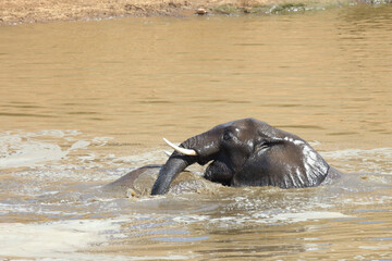 Fototapeta premium Afrikanischer Elefant im Mphongolo River/ African elephant in Mphongolo River / Loxodonta africana.