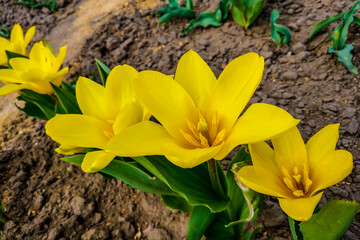 Beautiful yellow tulips on a flowerbed, nature background.