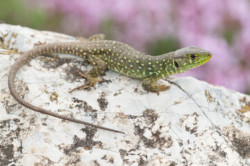 Ocellated lizard (Timon lepidus) juvenile portrait, Liguria, Italy.

