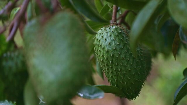 Close up shot of a soursop fruit hanging from a tree branch, moving in the gentle breeze. 
