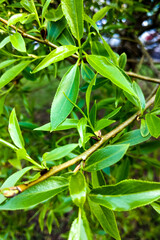 View of green bushes or trees in spring or summer, nature background.