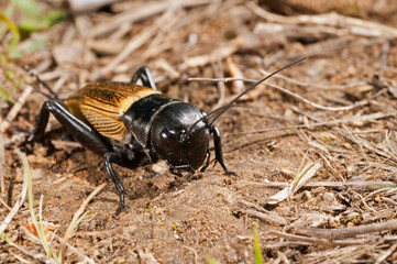  European field cricket (Gryllus campestris), Liguria, Italy.