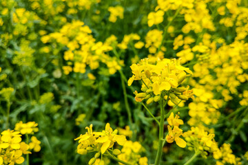 Obraz premium Rapeseed field, blooming canola flowers close up. Bright yellow rapeseed oil.