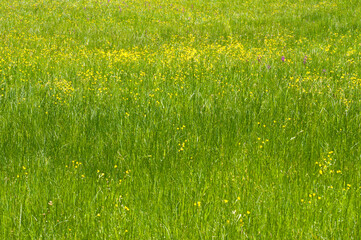 A meadow with green-winged orchid (Anacamptis morio), Italy.