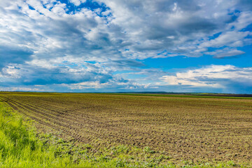 Fototapeta na wymiar Beautiful green young field and wide cloudy sky on a clear sunny day. Natural landscape countryside scene. Scenic farmland.
