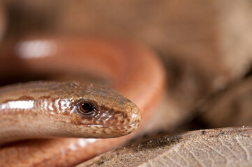 Portrait of a blindworm (Anguis veronensis), Liguria, Italy.