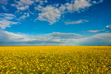 Flowers of oil in rapeseed field with blue sky and clouds.