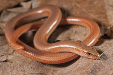 Portrait of a blindworm (Anguis veronensis), Liguria, Italy.