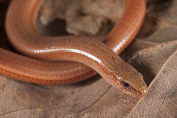 Portrait of a blindworm (Anguis veronensis), Liguria, Italy.