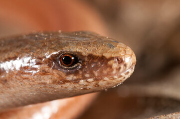 Portrait of a blindworm (Anguis veronensis), Liguria, Italy.