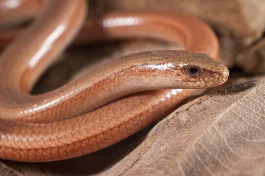 Portrait of a blindworm (Anguis veronensis), Liguria, Italy.